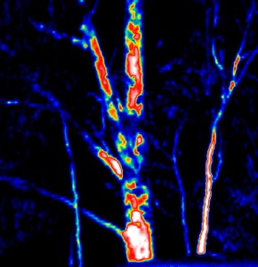 Thermal Image Gum Tree